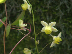 Epimedium x versicolor  'Sulphureum'Elfenbloem bestellen